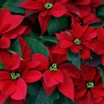 Poinsettia