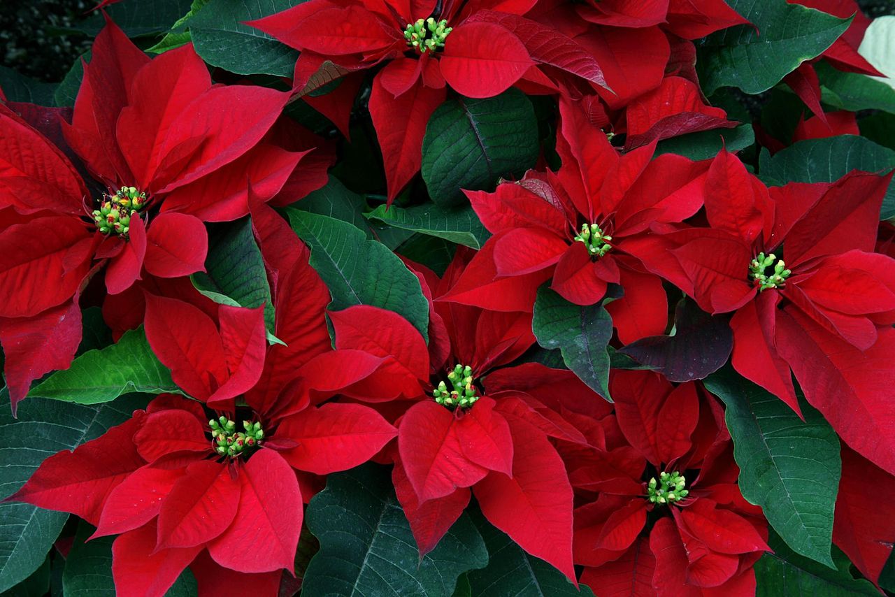 Stella Di Natale Foglie Accartocciate.Poinsettia Stella Di Natale Brogioni Le Mosse Ortofloricoltura