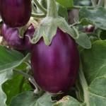 190420101136aubergine_amethysta9080560