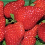 fragole