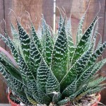 Aloe aristata