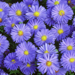 Aster novi,belgii Lady in Blue