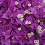 Bougainvillea_glabra_sanderiana_3