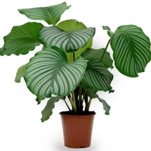 calathea