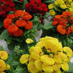 Calceolaria