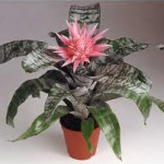 aechmea-fasciata (1)