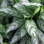 aglaonema_commutatum