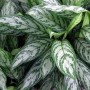 aglaonema_commutatum