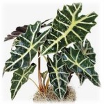 alocasia_polly