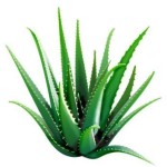 aloe-vera