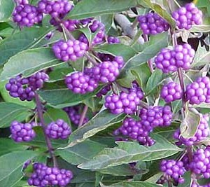 fiori-di-callicarpa