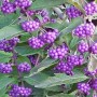 fiori-di-callicarpa