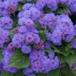 ageratum