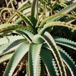 aloe-arborescens