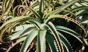 aloe-arborescens