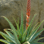 aloe-humilis