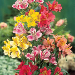 alstroemeria