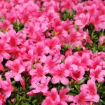 azalea