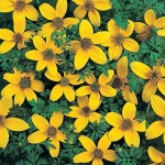 bidens