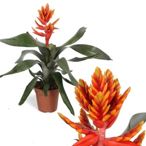 bilbergia-elegant-flame