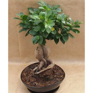 bonsai-ficus-ginseng