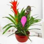 bromelia