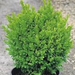 buxus