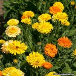 calendula