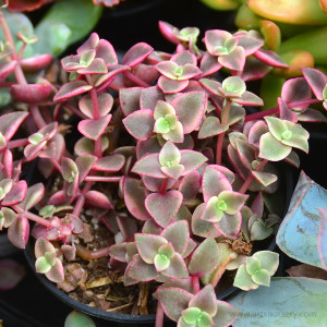 crassula-marginalis