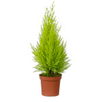 cupressus