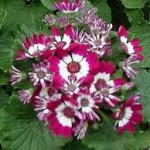 cineraria