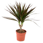 Houseplant - dracena marginata a potted plant isolated over white