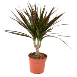 Houseplant - dracena marginata a potted plant isolated over white