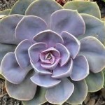 echeveria