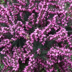 erica-darleyensis