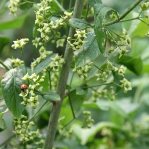 euonymus