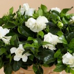 gardenia