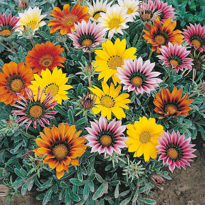 gazania