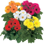 gerbera-mix