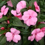 impatiens-nuova-guinea