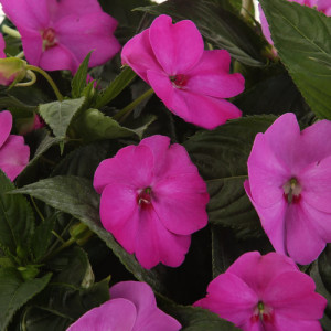 impatiens-sun-patiens