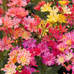 lewisia