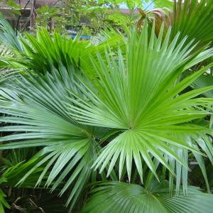 livistonia-rotundifolia