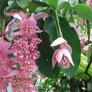 medinilla-magnifica