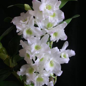 orchidea-dembrobium