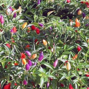 peperone-ornamentale
