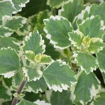 plectranthus-coleoides