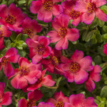 portulaca