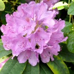 rododendro