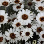 rhodanthemum